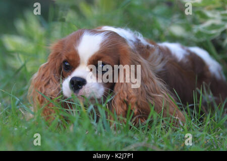 Süßes kleines Sob, Cavalier King Charles Spaniel. Mit lenticular Ohren, gelb-weiß und ein schönes Gesicht. Stockfoto