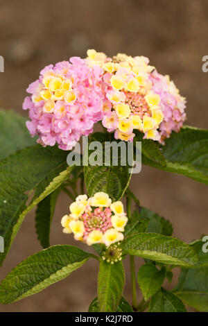 Gelbe verblassen zu Lavendelblüten in die Köpfe der Ausschreibung Sommer Beetpflanze, Lantana camara 'Lucky Lavender' Stockfoto