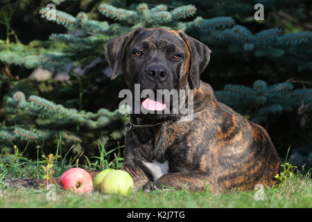 Große, starke Hund Boerboel, Gelb. Afrikanische Mastiff. Stockfoto