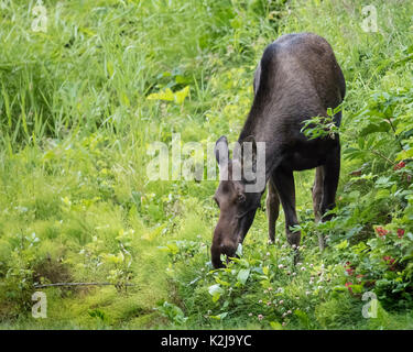 Elche Alaska Potter Marsh Stockfoto