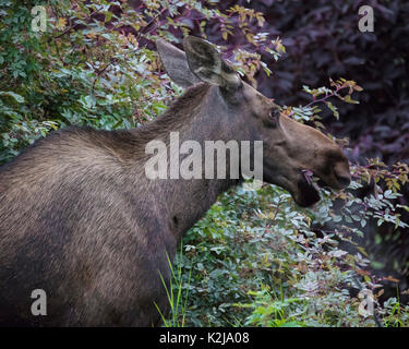 Elche Alaska Potter Marsh Stockfoto