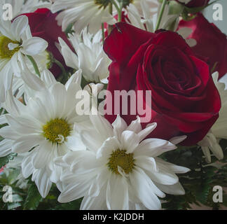 Rose und Margeriten Blumen Stockfoto