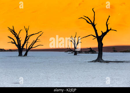 Namibwüste, Sossusvlei. Totes Kamel Dornenbäumen an Deadvlei Stockfoto