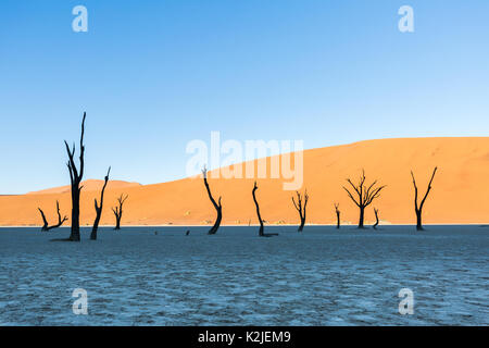 Namibwüste, Sossusvlei. Totes Kamel Dornenbäumen an Deadvlei Stockfoto