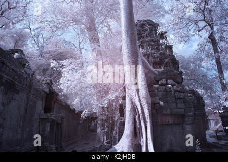 Ta Prohm schloss erstaunliche Banyan Tree Wurzeln siem reap Kambodscha Stockfoto