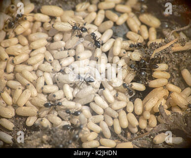 Boden Ameisen wild tragen Eier in Grub-up gräbt. Stockfoto