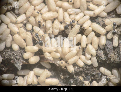 Boden Ameisen wild tragen Eier in Grub-up gräbt. Stockfoto