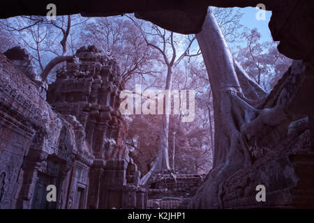 Ta Prohm schloss erstaunliche Banyan Tree Wurzeln siem reap Kambodscha Stockfoto