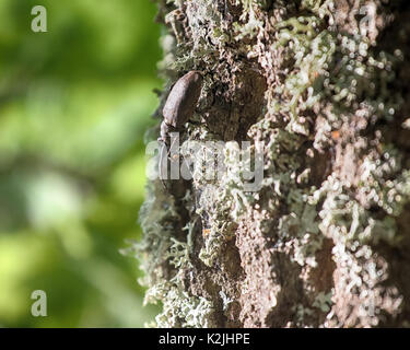 Longhorn Käfer krabbelte auf Eiche - starke Käfer und raue Rinde Stockfoto