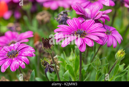 Kapkörbchen (Osteospermum Ecklonis), wahrscheinlich "Astra purple' im Spätsommer in West Sussex, England, UK. Lila African Daisy. Stockfoto