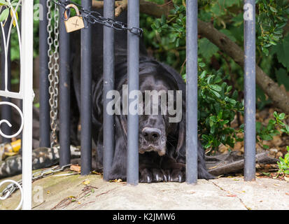 Trauriger Hund Blick hinter einem Zaun in einem Vorgarten. Stockfoto