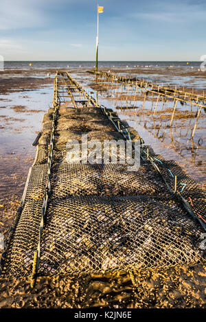 Oyster Anbau in Betten auf dem Sand Whitstable Strand bei Ebbe. Stockfoto