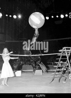 Foto muss Gutgeschrieben © Alpha werden Drücken Sie050000(Datum unbekannt) einen Seelöwen eine Gratwanderung mit einem Ball und einem Seil Stockfoto