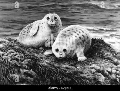 Foto muss Gutgeschrieben © Alpha werden Drücken Sie050000(Datum unbekannt) Zwei Jungrobben Stockfoto