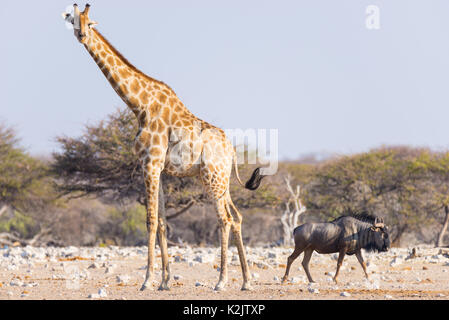 Giraffen und Gnus wandern in den Busch. Wildlife Safari im Etosha National Park, berühmt Reiseziel in Namibia, Afrika. Stockfoto