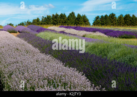 Die Lavender Farm im Sommer in snowshill, Vereinigtes Königreich. Stockfoto