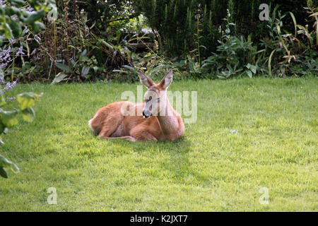 Junge Wilde Rehe (Capreolus capreolus) entspannt in einem Oxfordshire Garten Stockfoto