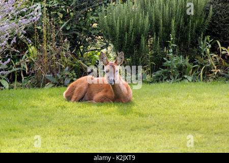 Junge Wilde Rehe (Capreolus capreolus) entspannt in einem Oxfordshire Garten Stockfoto