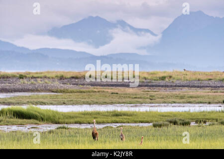 Ein geringerer Sandhill Crane Paar mit zwei colts in der Beluga Feuchtgebiete mit der Kenai Mountains hinter in Homer, Alaska. Stockfoto