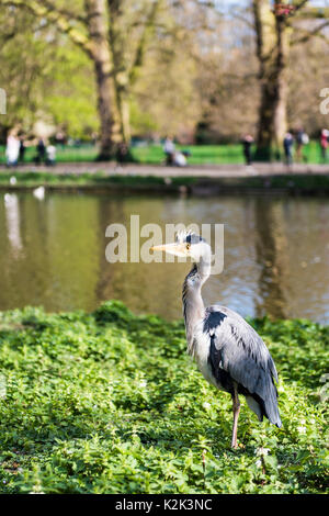 Ein Reiher im St James's Park, einem der Londoner Royal Parks von Buckingham Palace, Clarence House, St James's Palace und Westminster umgeben. Stockfoto