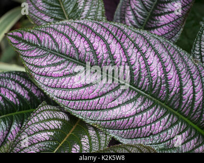 Persische Schild Strobilanthes dyeriana Stockfoto
