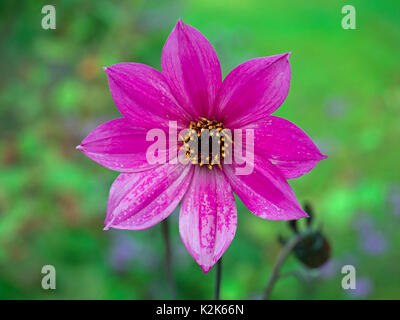 Dahlie Yellow star im Garten Grenze Stockfoto