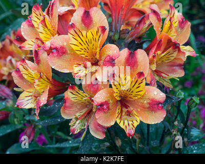 Peruanische Lilie indischen Sommer Alstroemeria Stockfoto