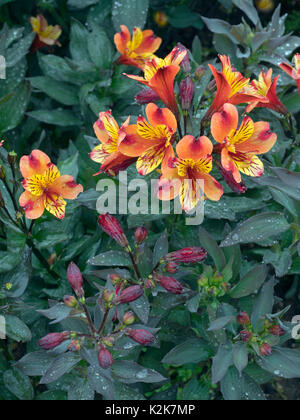 Peruanische Lilie indischen Sommer Alstroemeria Stockfoto