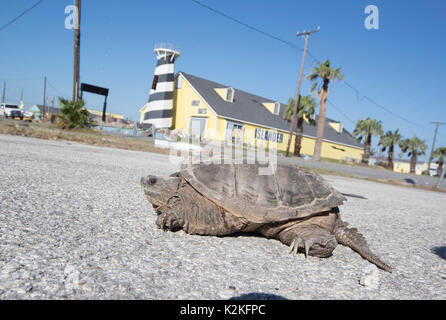 Port Aransas, USA. 30 Aug, 2017. A snapping Turtle überquert die Straße als umfangreiche Schäden vom Hurrikan Harvey's Hit fast eine Woche vor Würfe die Coastal Texas Stadt Port Aransas als Bewohner in erlaubt sind Wracks zu Umfrage. Harvey's toll l auf Texas werden Milliarden von Dollar erreichen. Credit: Bob Daemmrich/Alamy leben Nachrichten Stockfoto