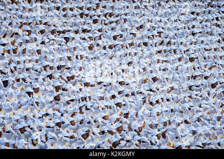 Kuala Lumpur, Malaysia. 31 Aug, 2017. 60 Malaysia Malaysia feiert den Tag der Unabhängigkeit am 31 Aug, 2017 Merdeka Square in Kuala Lumpur. © Danny Chan/Alamy Leben Nachrichten. Stockfoto