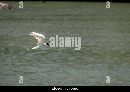 Flussseeschwalbe (Sterna hirundo) - Balneário Camboriú, Santa Catarina, Brasilien Stockfoto