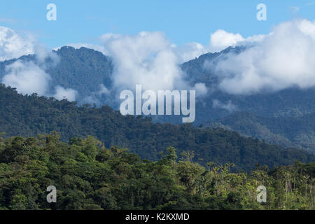 Nebelwald im Valle de Tena, Ecuador Stockfoto