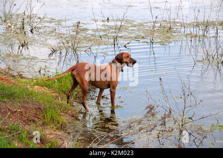 Wilde Natur, Agamon Emek Hefer Stockfoto