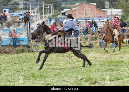 Juni 3, 2017 Machachi, Ecuador: Cowboy in traditionellen Poncho und Chaps zu Pferd leder Lasso in der Hand halten Stockfoto