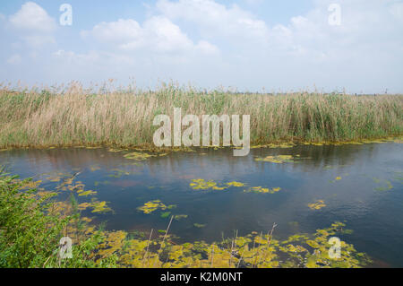 Wilde Natur, Agamon Emek Hefer Stockfoto