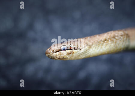 Abstract Portrait von Gemeinsamen Europäischen glatte Schlange (Coronella austriaca) Stockfoto
