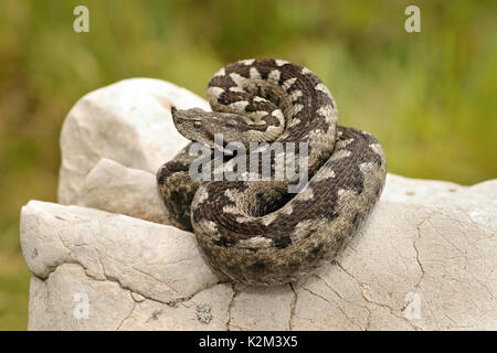 Schöne Muster auf Vipera ammodytes, europäische giftige Schlange Aalen auf einem Kalkfelsen Stockfoto