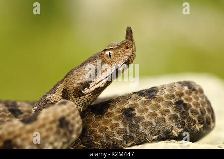 In der Nähe der weiblichen gerochene Viper, Makro Portrait von schönen Schlange (Vipera ammodytes) Stockfoto