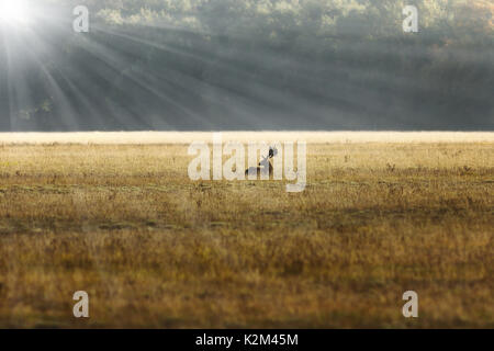 Damwild Hirsch ruht auf Wiese in sunrise orange Licht (Dama) Stockfoto