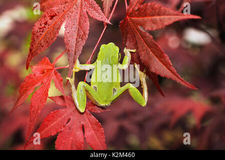 Green Tree Frog klettern auf japanischen Ahorn in einem botanischen Garten (Hyla arborea) Stockfoto
