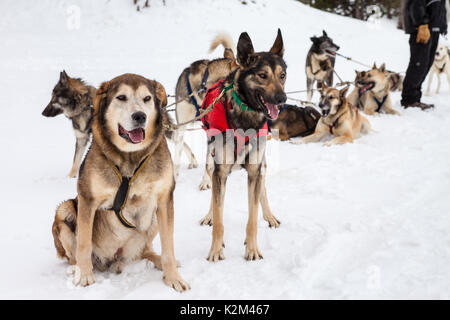 Mushing Hund im Schnee Stockfoto