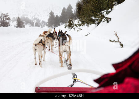 Mushing Hund im Schnee Stockfoto
