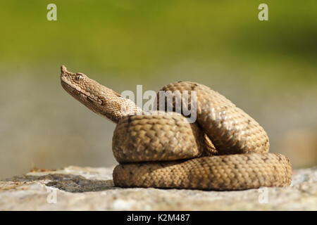 Juvenile ammodytes Addierer Vorbereitung auf Streik (die Nase horned Adder) Stockfoto