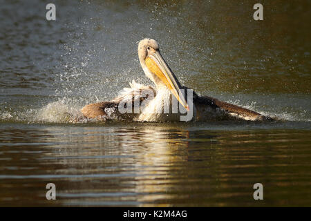 Juvenile great white pelican Spritzwasser (Pelecanus onocrotalus) Stockfoto