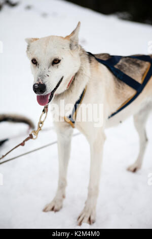Mushing Hund im Schnee Stockfoto