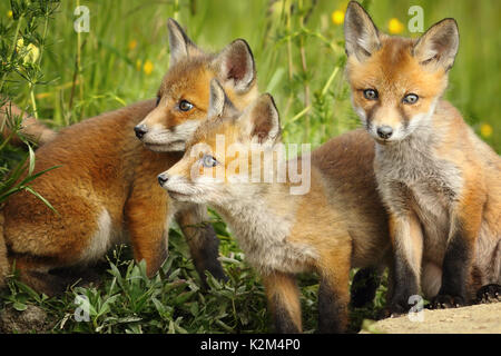 Europäische Red fox Brüder zusammen in der Nähe der Höhle (Vulpes) Stockfoto