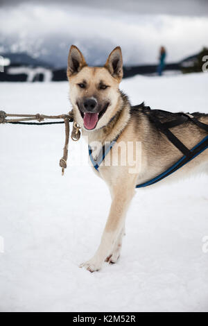 Mushing Hund im Schnee Stockfoto