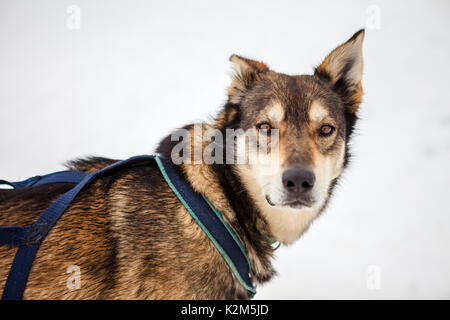 Mushing Hund im Schnee Stockfoto