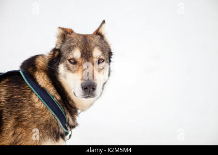 Mushing Hund im Schnee Stockfoto