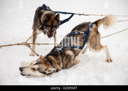 Mushing Hund im Schnee Stockfoto